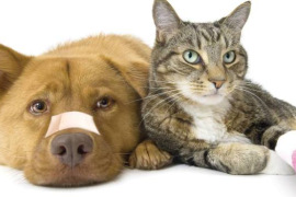 Secourisme canin et félin niveau 1, le 7 mai 2026