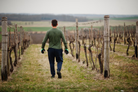 Taille de la vigne 