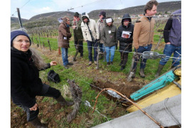 Parcours Géologique dans le vignoble : le Hatschbourg 