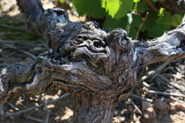 Le curetage de la vigne